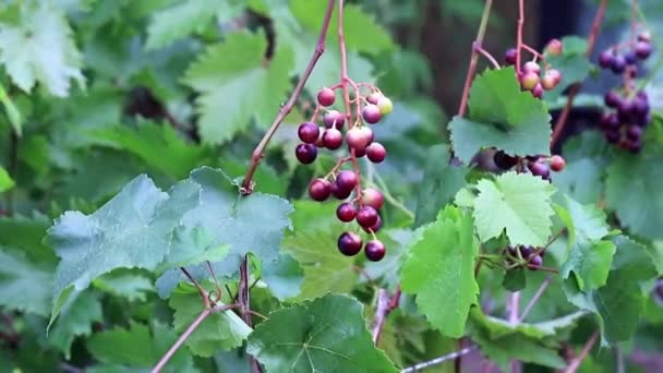 Vine Met Rijpe Druiven Plantage — Stockvideo