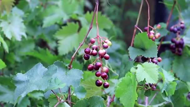 Vine Met Rijpe Druiven Plantage — Stockvideo