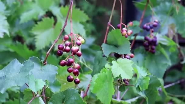 Vine Ripe Grapes Plantation — Stock Video