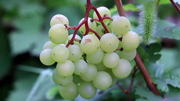 Videira Com Uvas Maduras Plantação — Vídeo de Stock