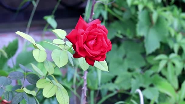 Rosa Escarlata Brillante Hermosa Como Elemento Decoración Festiva — Vídeo de stock