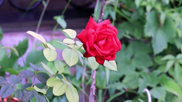 Rosa Escarlata Brillante Hermosa Como Elemento Decoración Festiva — Vídeo de stock