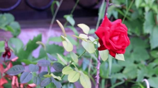 Luminoso Scarlatto Bella Rosa Come Elemento Arredamento Festivo — Video Stock