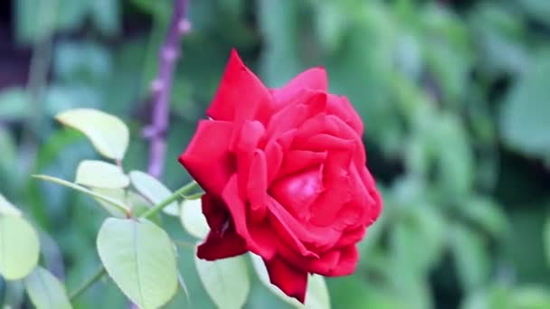 Krásná Jasně Červená Růže Jako Prvek Slavnostní Výzdoba — Stock video