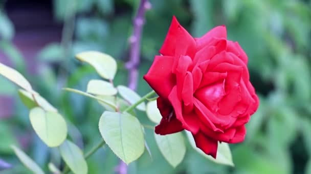 Rosa Escarlata Brillante Hermosa Como Elemento Decoración Festiva — Vídeos de Stock