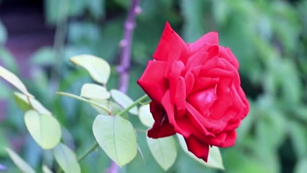 Rosa Escarlata Brillante Hermosa Como Elemento Decoración Festiva — Vídeo de stock