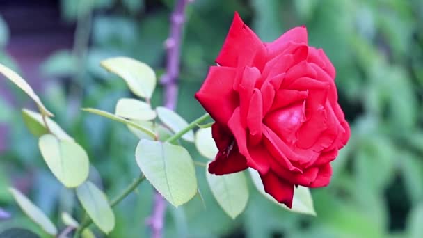 Leuchtend Scharlachrote Schöne Rose Als Element Der Festlichen Dekoration — Stockvideo