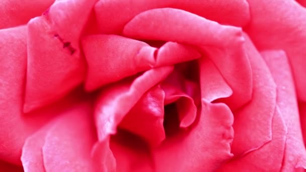 Luminoso Scarlatto Bella Rosa Come Elemento Arredamento Festivo — Video Stock