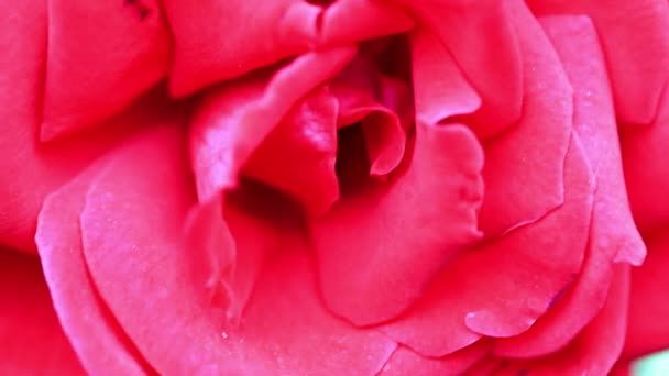 Φωτεινό Κόκκινο Όμορφο Τριαντάφυλλο Στοιχείο Του Εορταστική Διακόσμηση — Αρχείο Βίντεο