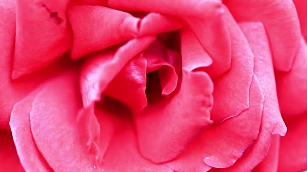 Bright Scarlet Beautiful Rose Element Festive Decor — Stock Video
