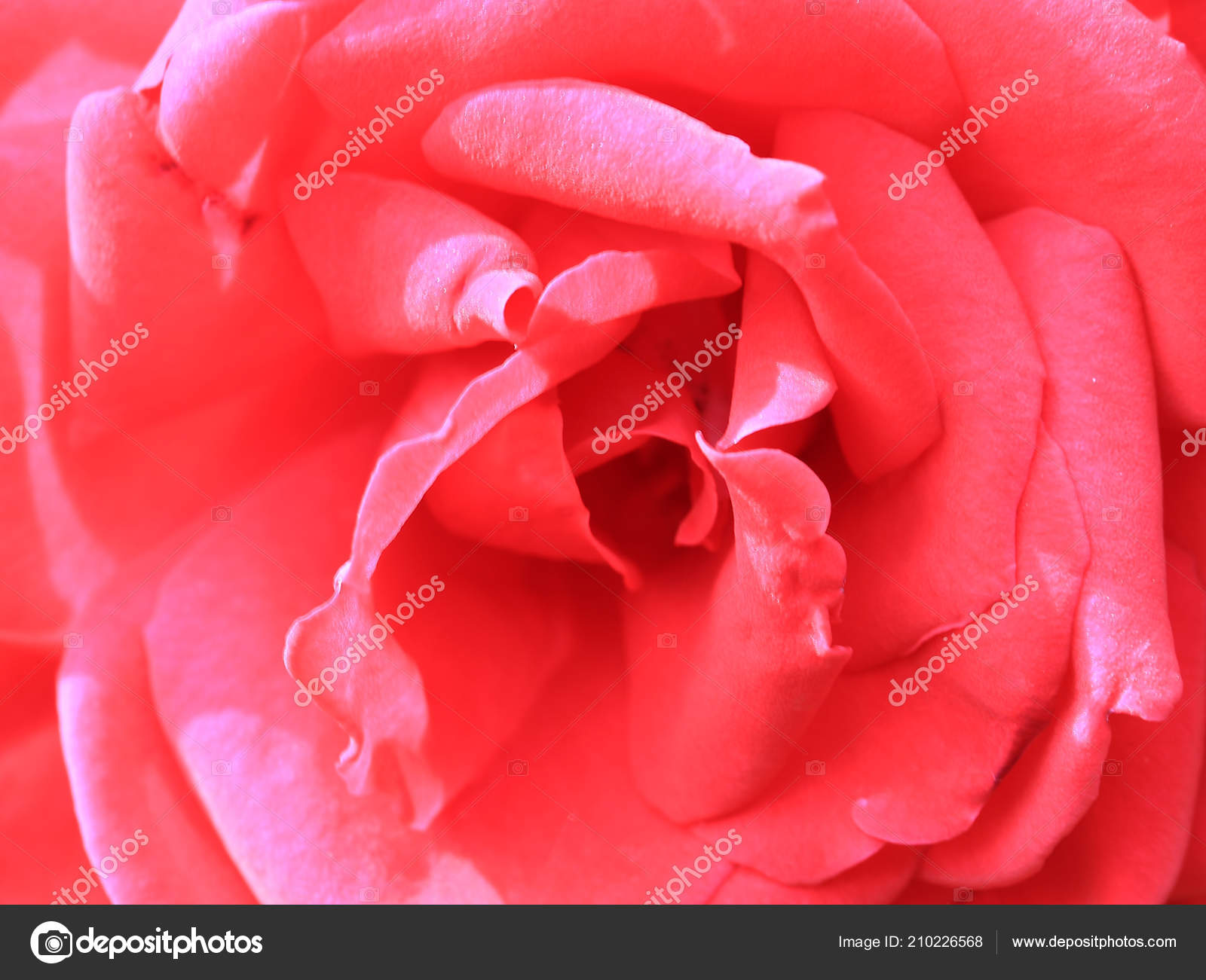 Belle Rose écarlate Comme Une Fleur Décorative Parc