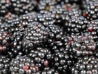 büyük Olgun blackberry Bahçe bir ürün olarak