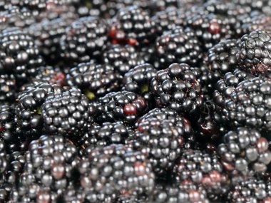 büyük Olgun blackberry Bahçe bir ürün olarak