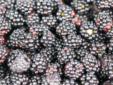 büyük Olgun blackberry Bahçe bir ürün olarak