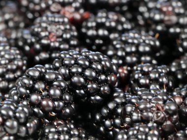 büyük Olgun blackberry Bahçe bir ürün olarak