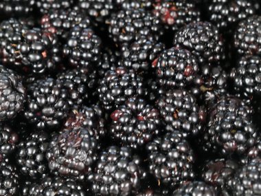 büyük Olgun blackberry Bahçe bir ürün olarak