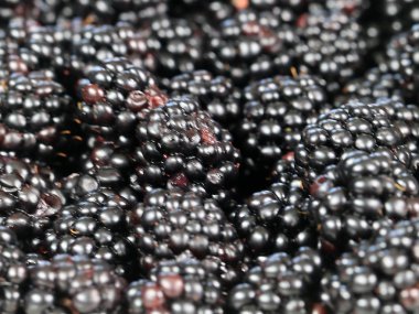 büyük Olgun blackberry Bahçe bir ürün olarak