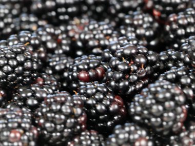 büyük Olgun blackberry Bahçe bir ürün olarak