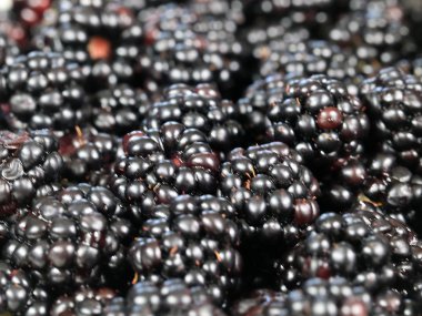 büyük Olgun blackberry Bahçe bir ürün olarak