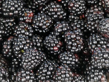 büyük Olgun blackberry Bahçe bir ürün olarak