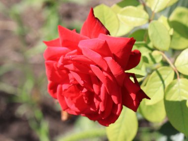 Dekoratif park çiçek gibi güzel kırmızı gül