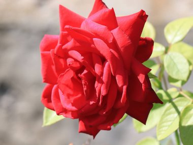 Dekoratif park çiçek gibi güzel kırmızı gül