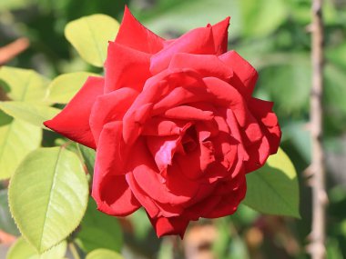 Dekoratif park çiçek gibi güzel kırmızı gül