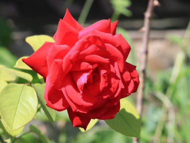 Dekoratif park çiçek gibi güzel kırmızı gül