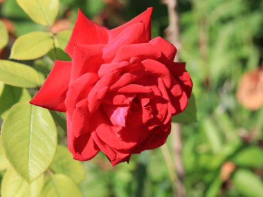 Dekoratif park çiçek gibi güzel kırmızı gül