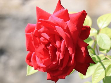 Dekoratif park çiçek gibi güzel kırmızı gül