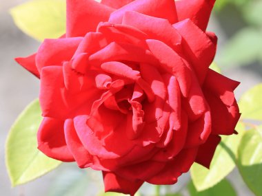 Dekoratif park çiçek gibi güzel kırmızı gül