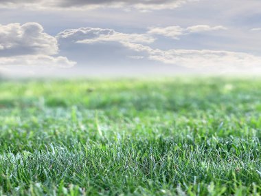 alan üzerinde yeşil çim çim ve mavi gökyüzü