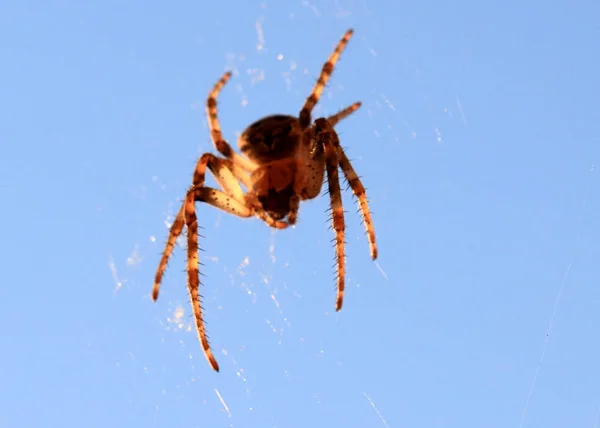 Grote Roofzuchtige Spin Het Web Lucht — Stockfoto