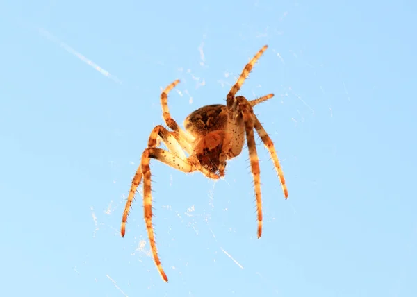 Grande Ragno Predatore Sul Web Aria — Foto Stock