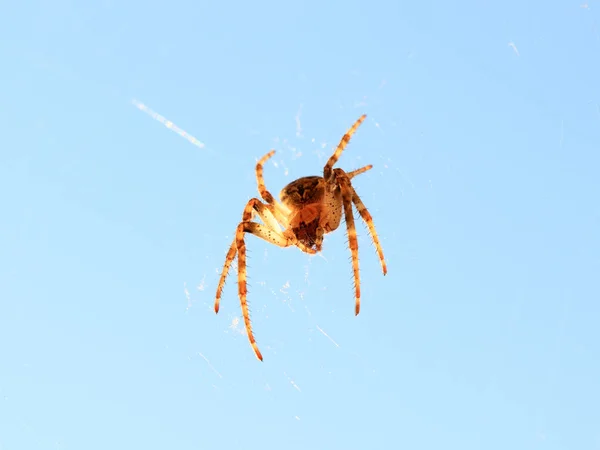 Suuri Saalistushämähäkki Webissä Ilmassa — kuvapankkivalokuva