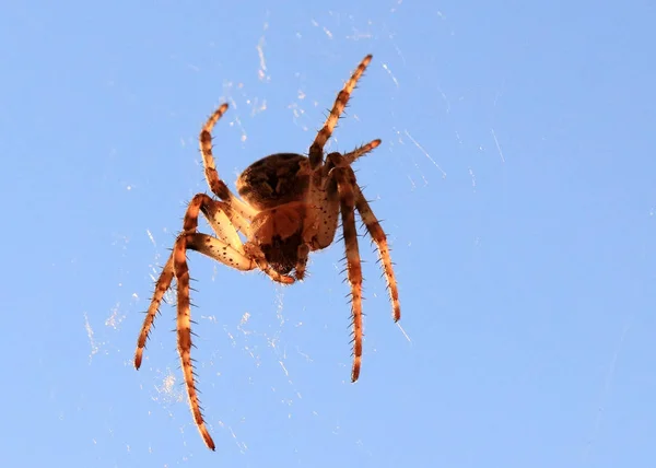 Grote Roofzuchtige Spin Het Web Lucht — Stockfoto