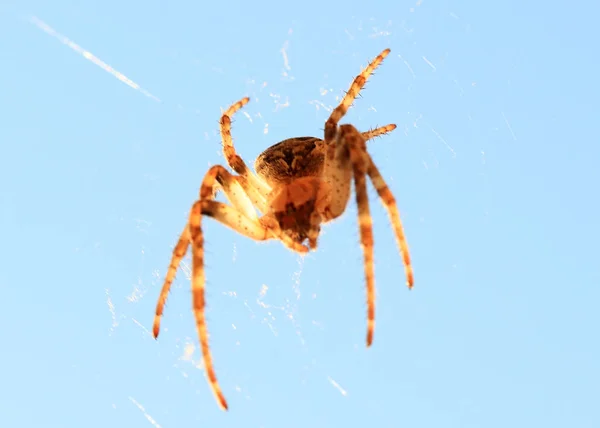 Grande Ragno Predatore Sul Web Aria — Foto Stock