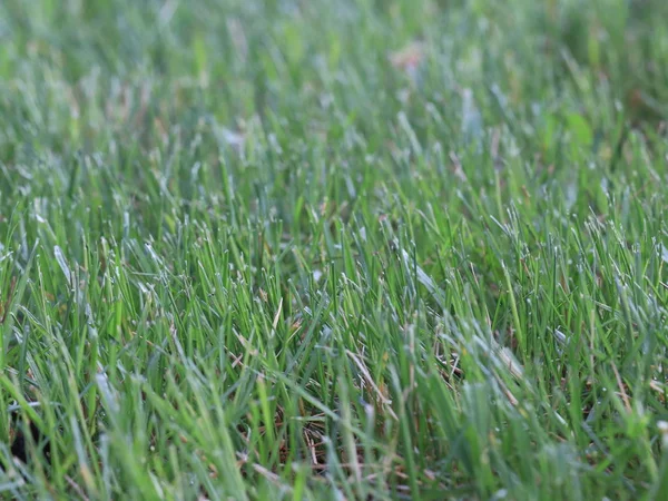 Grünes Saftiges Gras Auf Einem Feld — Stockfoto