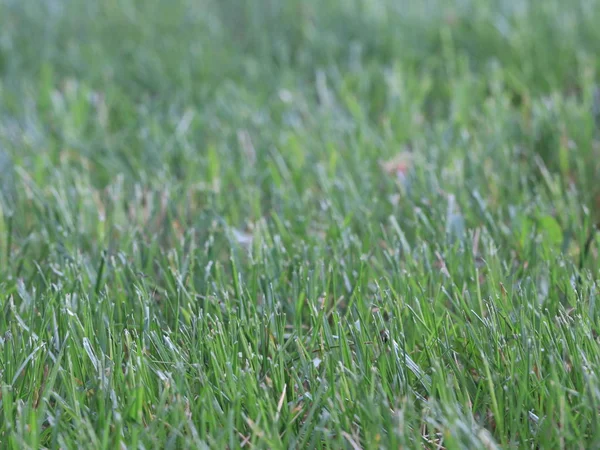 Grünes Saftiges Gras Auf Einem Feld — Stockfoto