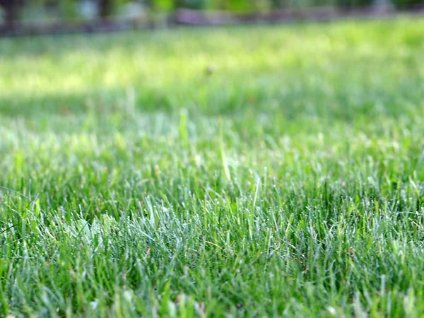 Green Juicy Grass Countryside Field — Stock Photo, Image