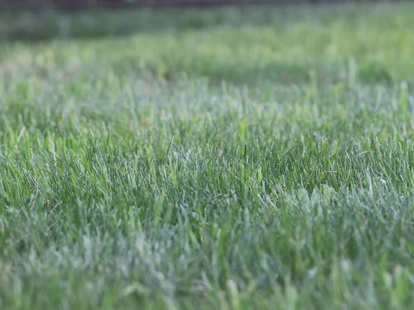 Grünes Saftiges Gras Auf Einem Feld — Stockfoto