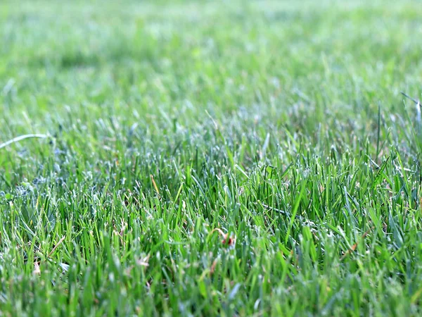 Green Juicy Grass Countryside Field — Stock Photo, Image