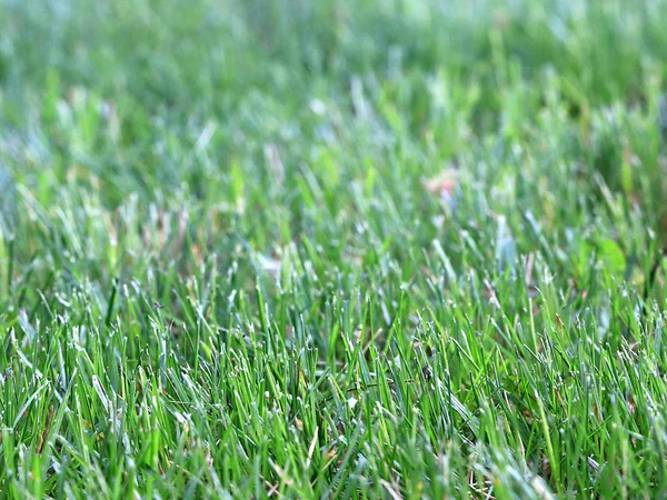 Grama Suculenta Verde Campo Rural — Fotografia de Stock