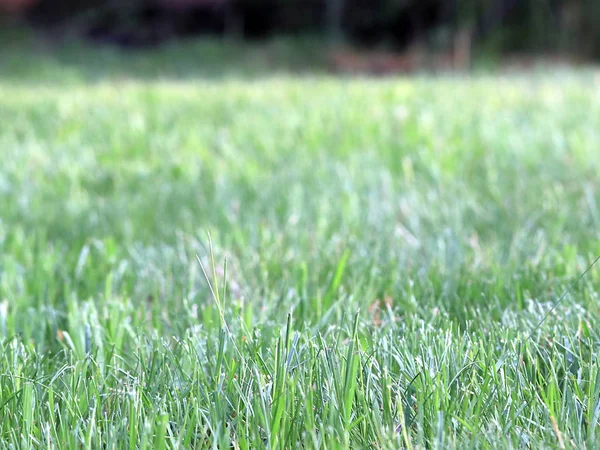 Grama Suculenta Verde Campo Rural — Fotografia de Stock