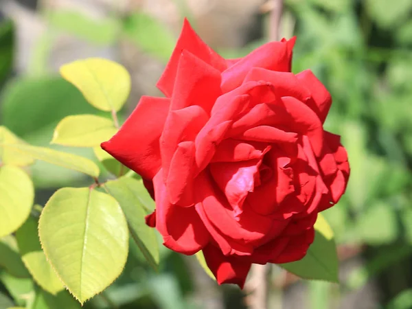 Bella Rosa Scarlatto Come Fiore Decorativo Parco — Foto Stock