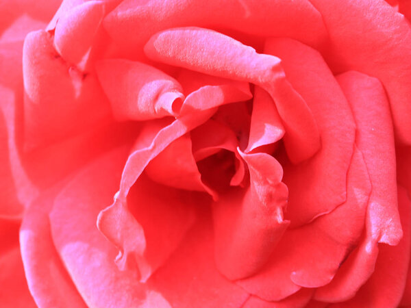Beautiful scarlet rose as a decorative park flower