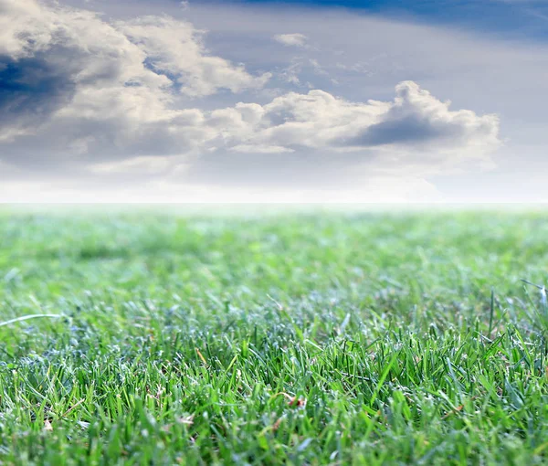 Green Grass Lawn Blue Sky Field — Stock Photo, Image