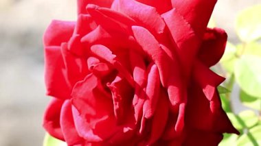 Bud parlak sarı kırmızı dekoratif şenlikli çiçek gül