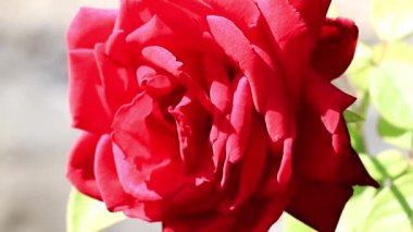 Bud parlak sarı kırmızı dekoratif şenlikli çiçek gül