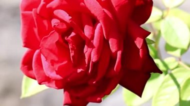 Bud parlak sarı kırmızı dekoratif şenlikli çiçek gül